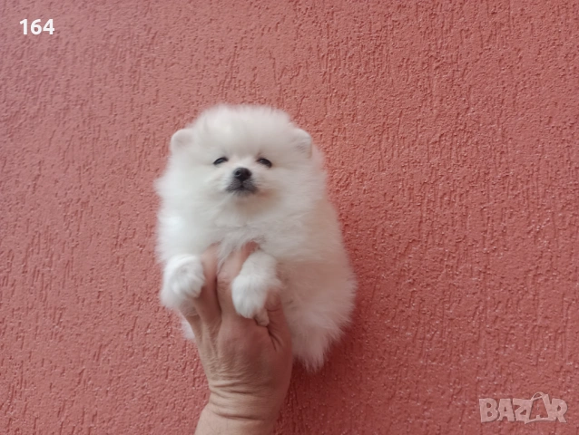 Мъжки бял Померан. Реални снимки от 01.02.26 г. , снимка 3 - Померан - 53316084