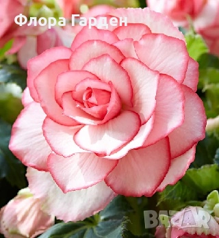 БЕГОНИЯ - Грудки/ ПРЕДВАРИТЕЛНИ ПОРЪЧКИ, снимка 17 - Сортови семена и луковици - 49235759