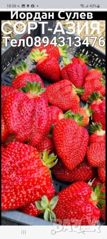 Разсад Ягоди и малини 