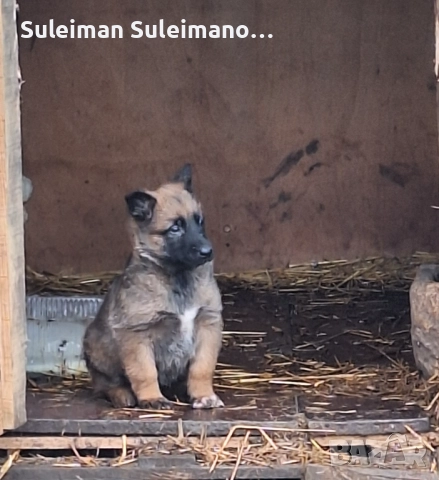 Продава се малко кученце мъшко на 40 дена 180 лв, снимка 4 - Белгийска овчарка - 52869965