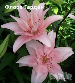 ЛИЛИУМ - Луковици/ПРЕДВАРИТЕЛНИ ПОРЪЧКИ, снимка 6 - Сортови семена и луковици - 40209682