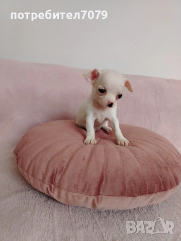 Мини чихуахуа , снимка 1