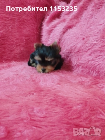 йоркширски териер, снимка 3 - Йоркширски териер - 52843747