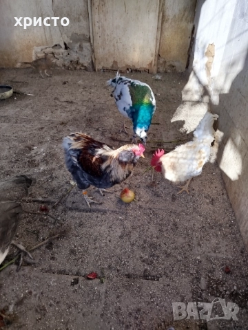 Петел Араукана, снимка 3 - други­ - 52431422