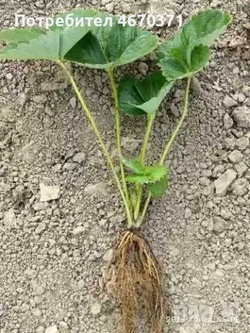 Продавам разсад корени целогодишни ягоди сорт Сан Андреас, снимка 4 - Разсади - 52673241