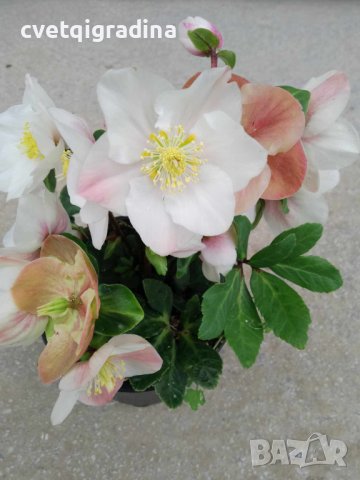 Helleborus Cesar(Кукуряк Цезар), снимка 2 - Градински цветя и растения - 43848374