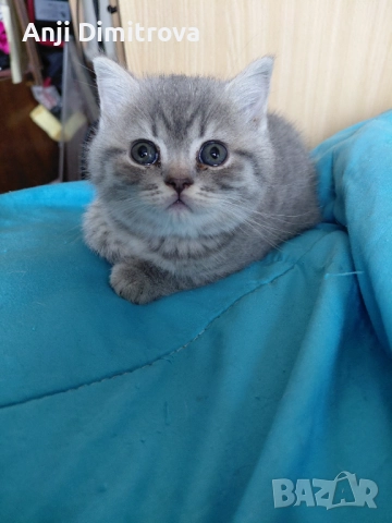 Британска късокосместа.