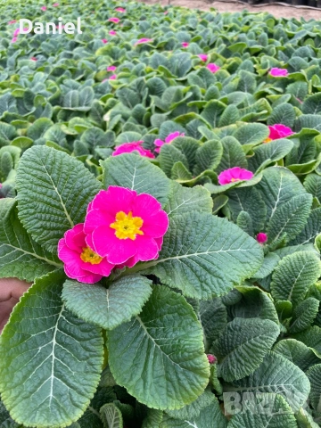 Иглика, снимка 2 - Градински цветя и растения - 53354409