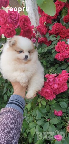 Померан, снимка 5 - Померан - 33251343