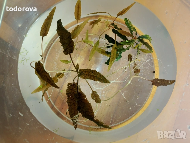 Аквариумни растения- последни бройки на намалени цени , снимка 5 - Аквариуми - 53526216