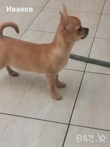 чихуахуа, снимка 4 - Чихуахуа - 49174975