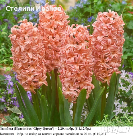 СОРТОВИ ЗЮМБЮЛИ - ЛУКОВИЦИ, снимка 9 - Сортови семена и луковици - 52372807