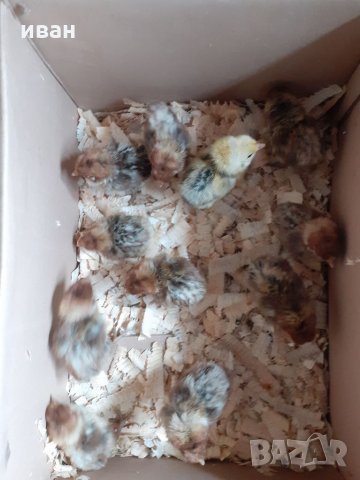 Сребърно Брезе яйца, снимка 13 - други­ - 31147352