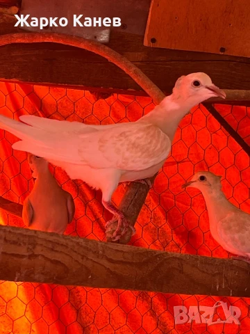 Смеещи  се гугутки, снимка 6 - Гълъби - 50999348