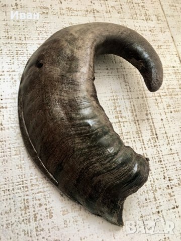 Рог от бивол, снимка 2 - Други ценни предмети - 33596750
