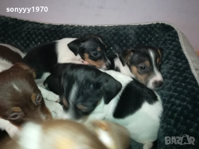 ДЖАК РЪСЕЛ ТЕРИЕР-БЕБЕТА//ВИДИН 2609252206, снимка 16 - Джак ръсел териер - 51851833