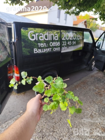 Пълзяща къпина Creeping Bramble, снимка 9 - Разсади - 48346596