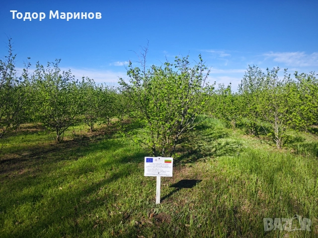 лешници био бадеми, орехи , снимка 9 - Домашни продукти - 52126717