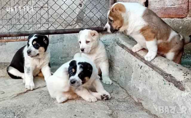  Алабай за разплод , снимка 6 - Средноазиатска овчарка - 52428002