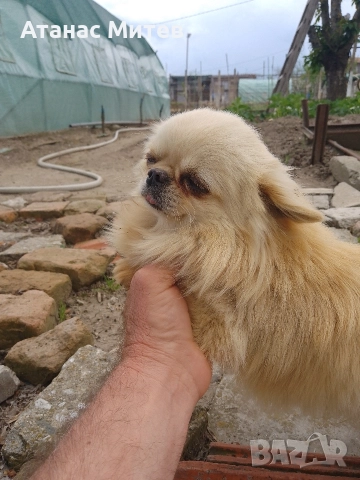 Продавам мъжко мини чихуахуа