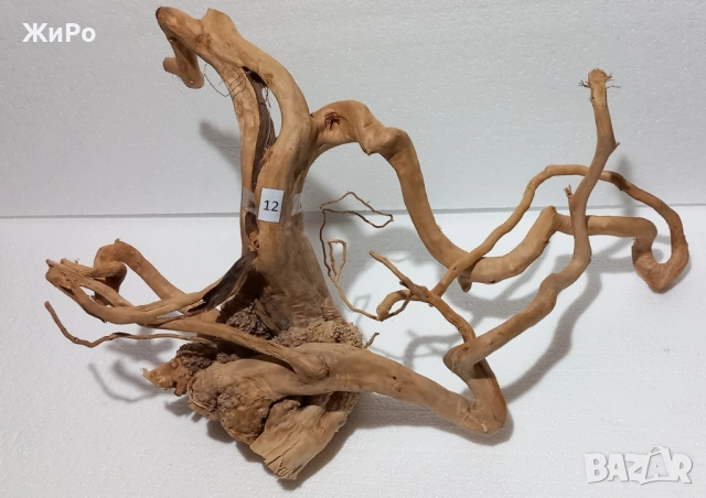 Корен от Азалия /декорация/ 12, снимка 2 - Други - 49874618