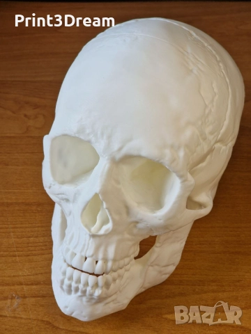 Анатомични 3D модели с реални размери - череп и бедрена кост, снимка 2 - Медицински, стоматологични - 51483843