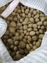 Картофи за консумация Сорая, снимка 3