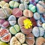 Семена микс за Живи камъчета ( Литопси ), снимка 3