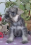 Мини шнауцер, женско Salt & Pepper , снимка 4