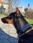 Продавам доберман, снимка 4