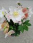 Helleborus Cesar(Кукуряк Цезар), снимка 2