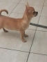 чихуахуа, снимка 4