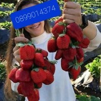 продавам разсад ягоди и малини , снимка 1 - Разсади - 44131432