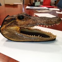 Автентична глава алигатор/крокодил
