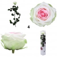Естествени стабилизирани рози и цвят роза-за дома, подарък, декорация с мъх, снимка 11 - Декорация за дома - 31836873