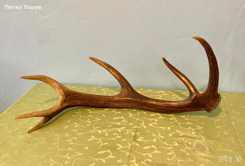 Продавам Еленови Рога, снимка 1