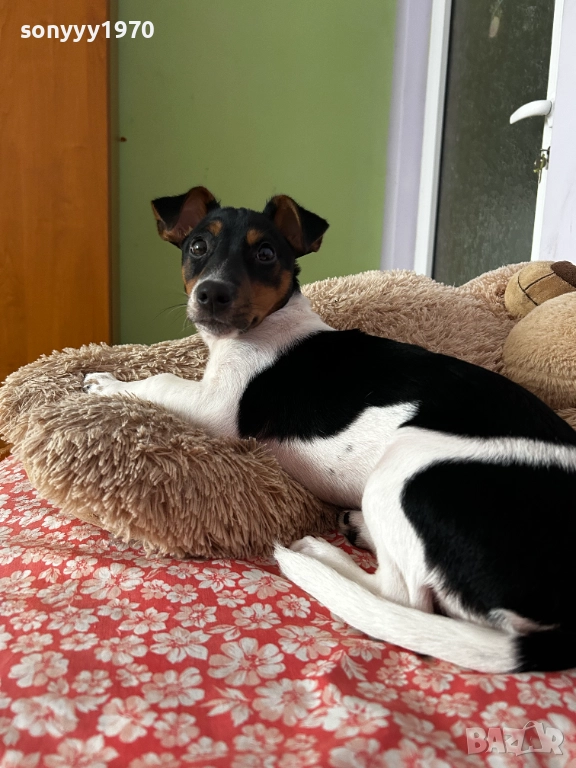 джак ръсел 2712251847, снимка 1