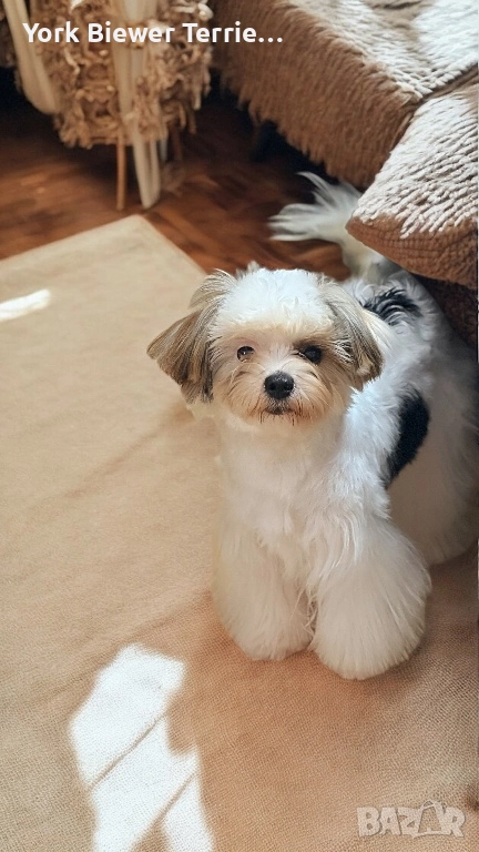 Йорк, блондинка момиче с родословие за семейство с деца! Доставка , снимка 1
