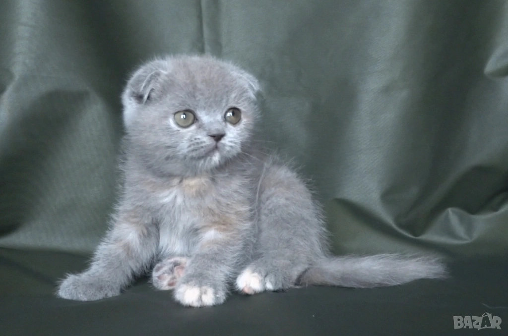 Клепоухо женско котенце, снимка 1