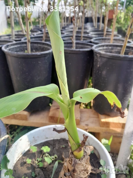 Бананова палма, снимка 1
