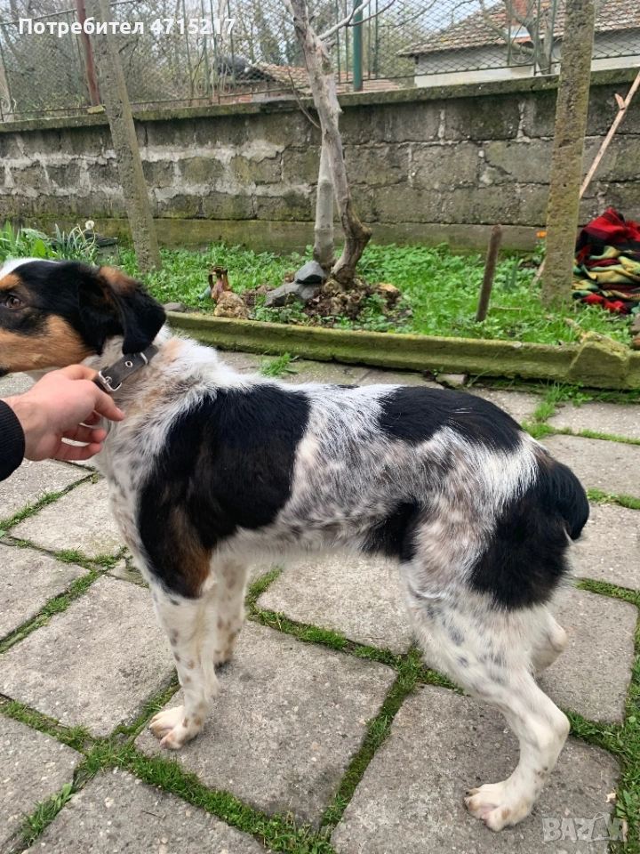 Смеска с бретон шпанйол и гонче , снимка 1