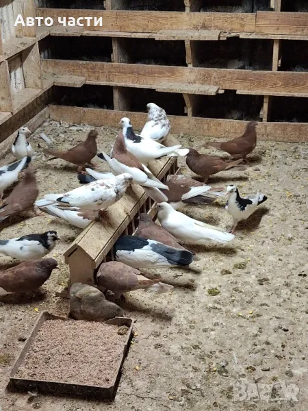 пазарджишки високолетачи със добри постижения , снимка 1