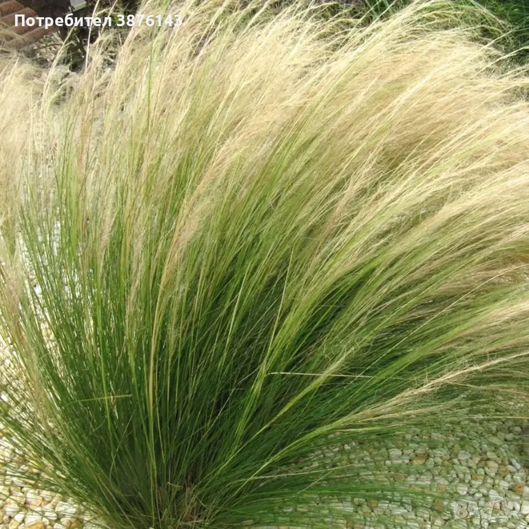 Стипа , снимка 1