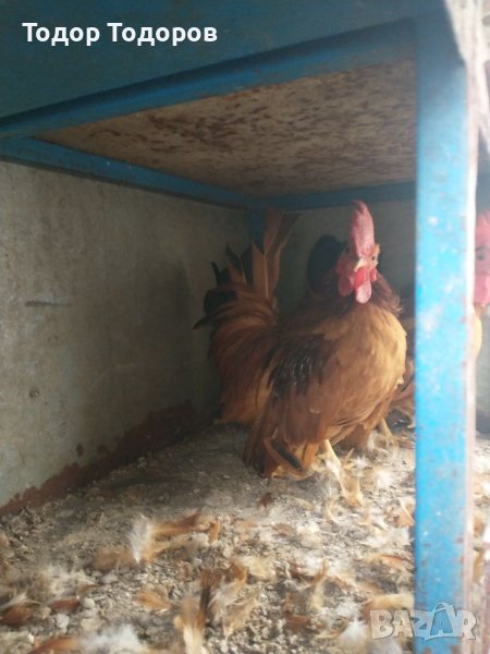 Декоративни кокошки, снимка 1