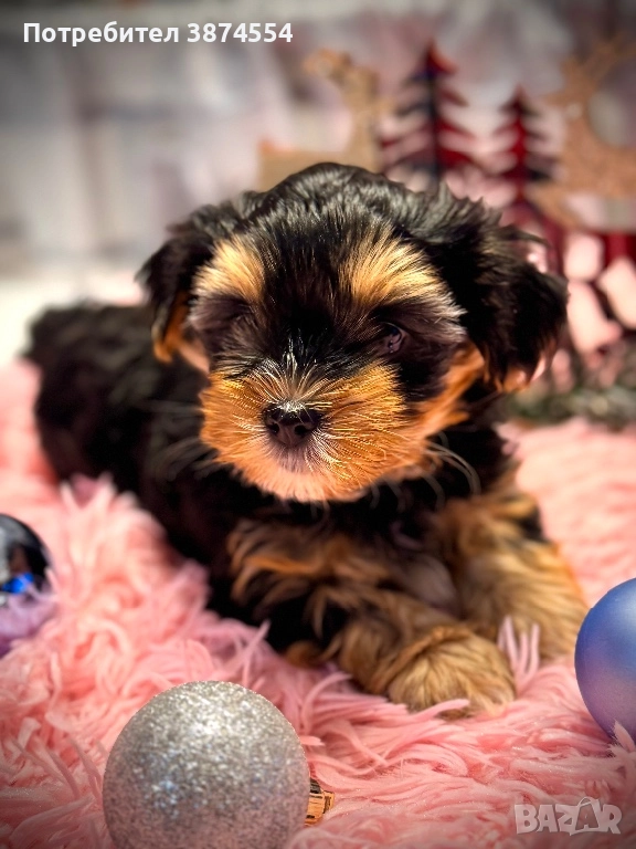 Йоркширски-Бивер териер момиче, снимка 1