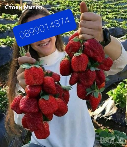 продавам разсад ягоди и малини , снимка 1