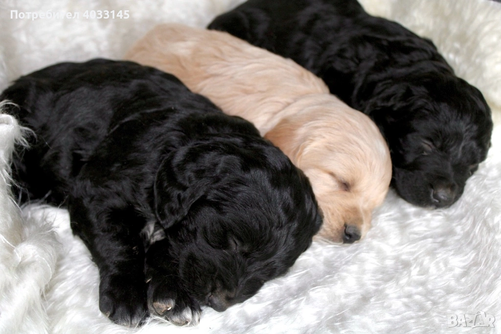 Кученца на един месец  Смеска от Голден ретривър и Бретон шпаньол, снимка 1