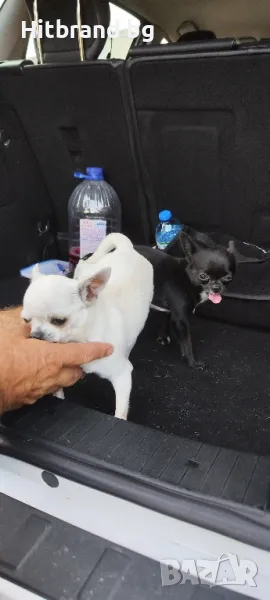 Мъжко за разплод , снимка 1