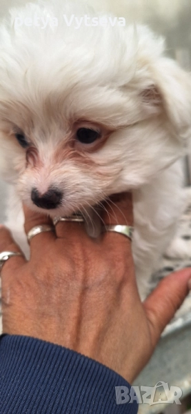 Продавам малтийски булонки , снимка 1