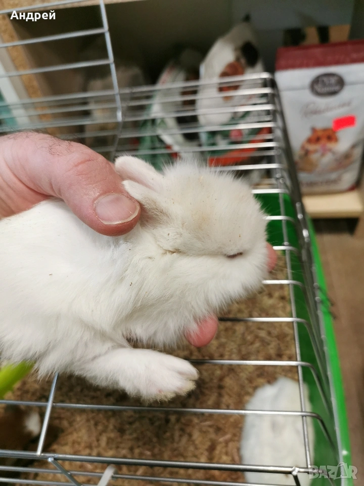 Мини декоративни зайчета , снимка 1